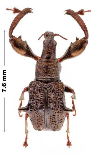 Euscelus inaequalis
